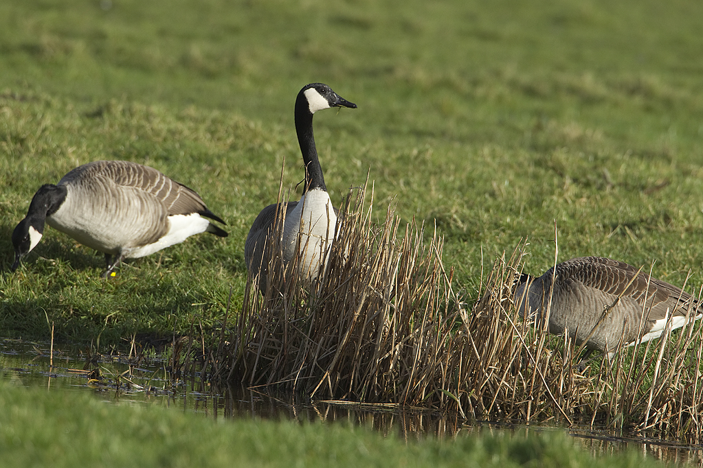 Branta canadensis Canadese gans Canada Goose